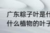 广东粽子叶是什么叶子 广东粽子叶是什么植物的叶子