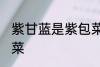 紫甘蓝是紫包菜吗 紫甘蓝是不是紫包菜