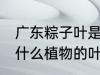 广东粽子叶是什么叶子 广东粽子叶是什么植物的叶子