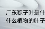 广东粽子叶是什么叶子 广东粽子叶是什么植物的叶子