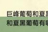 巨峰葡萄和夏黑葡萄的区别 巨峰葡萄和夏黑葡萄有哪些区别