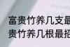 富贵竹养几支最旺运属蛇的 属蛇养富贵竹养几根最招财