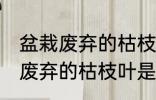 盆栽废弃的枯枝叶属于什么垃圾 盆栽废弃的枯枝叶是什么垃圾