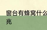 窗台有蜂窝什么兆头 窗台有蜂窝的征兆