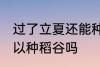 过了立夏还能种稻谷吗 过了立夏还可以种稻谷吗