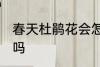 春天杜鹃花会怎么样 春天杜鹃花开花吗