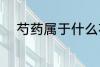 芍药属于什么花卉 芍药所属花卉