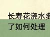 长寿花浇水多了怎么办 长寿花浇水多了如何处理