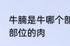 牛腩是牛哪个部位的肉 牛腩是牛什么部位的肉