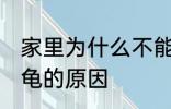 家里为什么不能养乌龟 家里不能养乌龟的原因