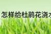 怎样给杜鹃花浇水 如何给杜鹃花浇水