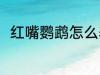 红嘴鹦鹉怎么养 红嘴鹦鹉如何饲养