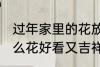 过年家里的花放什么好 过年家里放什么花好看又吉祥