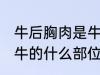 牛后胸肉是牛的哪个部位 牛后胸肉是牛的什么部位