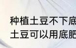 种植土豆不下底肥用沟施可以么 种植土豆可以用底肥吗
