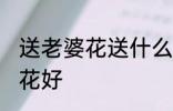 送老婆花送什么花好 送老婆花送哪些花好