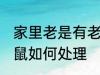 家里老是有老鼠怎么办 家里老是有老鼠如何处理