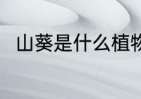 山葵是什么植物的原料 山葵是什么