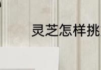 灵芝怎样挑好 灵芝如何挑好