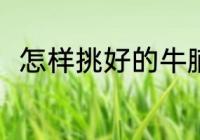 怎样挑好的牛腩 选购上好牛腩方法