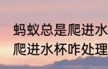 蚂蚁总是爬进水杯怎么处理 蚂蚁总是爬进水杯咋处理