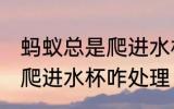 蚂蚁总是爬进水杯怎么处理 蚂蚁总是爬进水杯咋处理