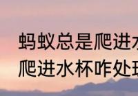蚂蚁总是爬进水杯怎么处理 蚂蚁总是爬进水杯咋处理