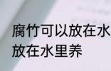 腐竹可以放在水里养吗 腐竹可不可以放在水里养
