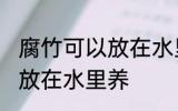 腐竹可以放在水里养吗 腐竹可不可以放在水里养