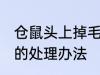 仓鼠头上掉毛怎么处理 仓鼠头上掉毛的处理办法