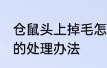 仓鼠头上掉毛怎么处理 仓鼠头上掉毛的处理办法