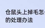 仓鼠头上掉毛怎么处理 仓鼠头上掉毛的处理办法