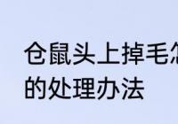 仓鼠头上掉毛怎么处理 仓鼠头上掉毛的处理办法