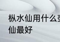 枞水仙用什么壶最好 用什么壶泡枞水仙最好