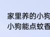家里养的小狗可以点蚊香么 家里养的小狗能点蚊香么