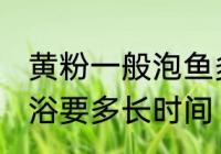 黄粉一般泡鱼多长时间 用黄粉给鱼药浴要多长时间