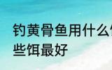 钓黄骨鱼用什么饵最好 钓黄骨鱼用哪些饵最好
